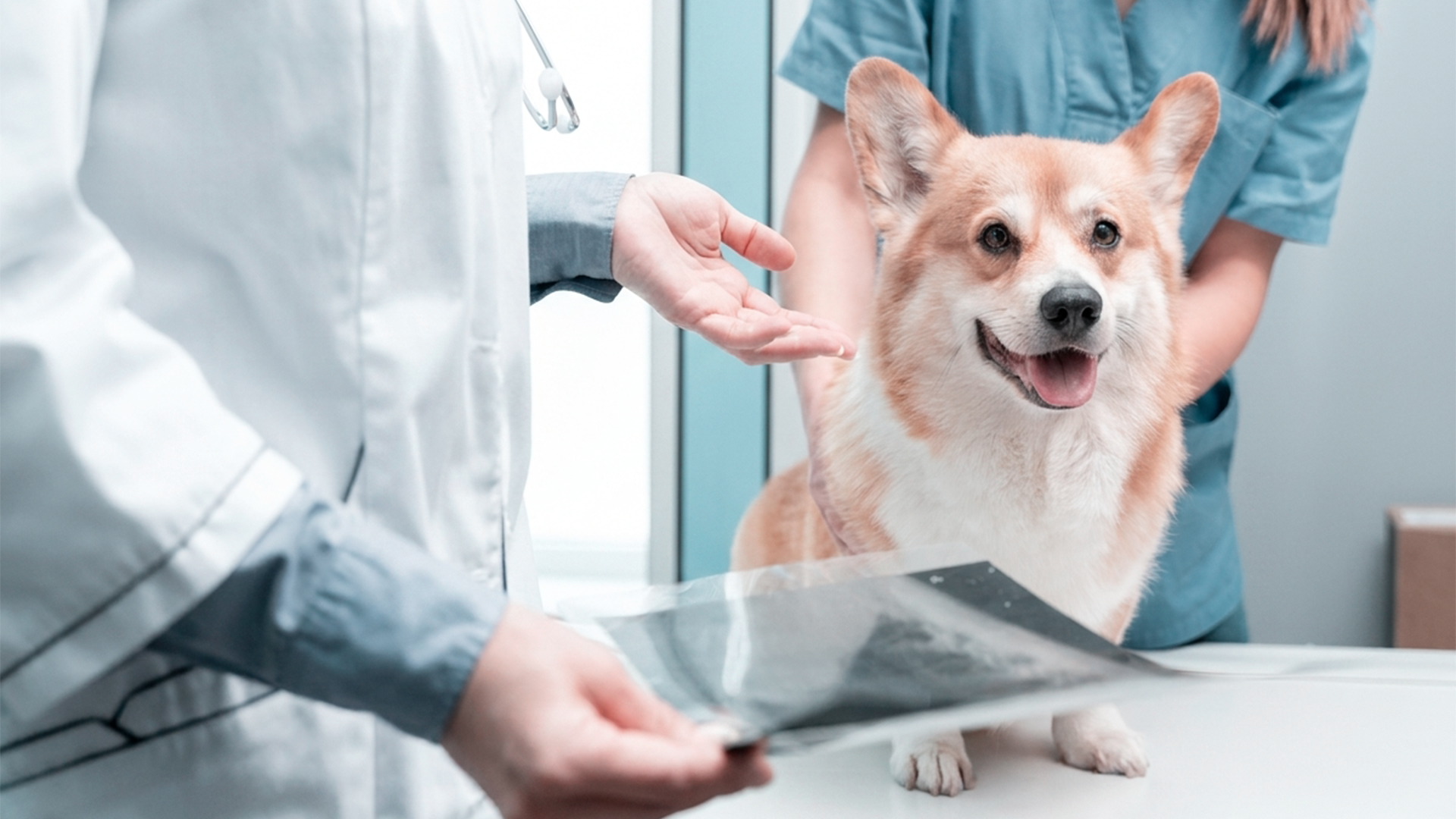 Veterinária